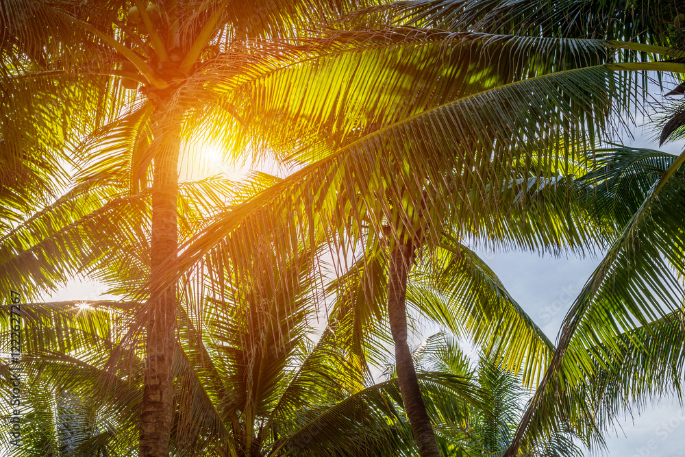 Fototapeta premium Sunlight filtering through lush green palm trees on a tropical beach day