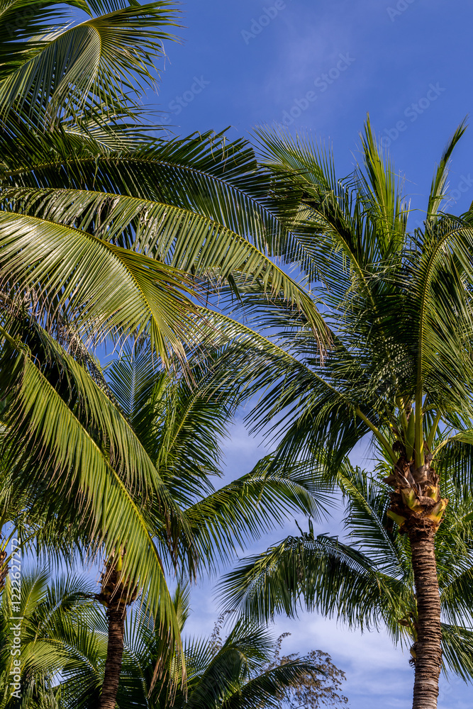 Fototapeta premium Tropical palm trees against blue sky in sunny outdoor landscape