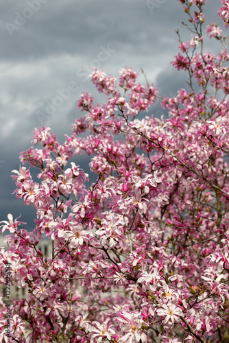 Wallpaper Mural Branches of a flowering magnolia tree against a stormy sky Torontodigital.ca