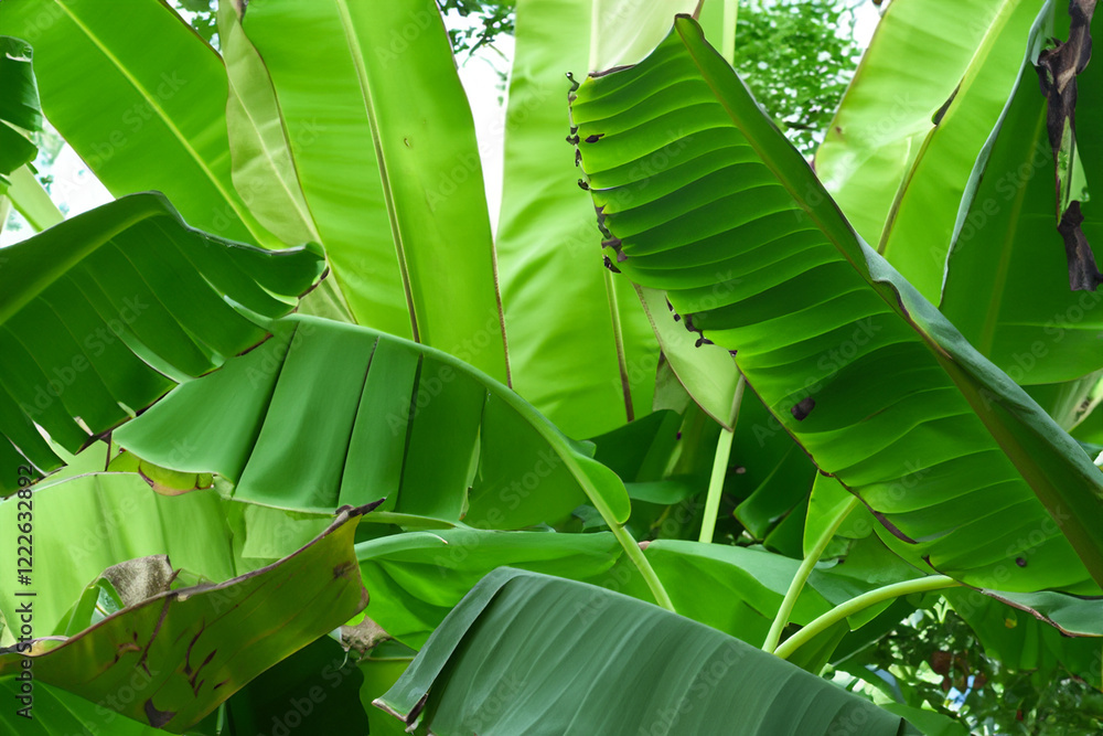 Obraz premium Nature's Canopy The Role of Green Banana Leaves in Forest Ecosystems