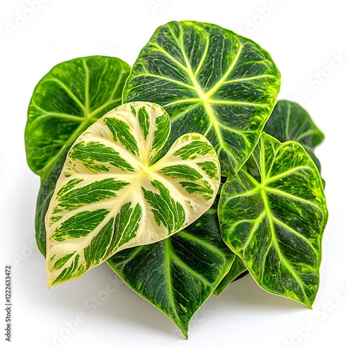 Lush Green Houseplant with Unique Leaf Patterns and Textures photo