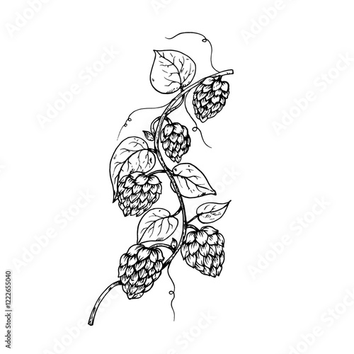 Vector common hop. Graphic ink, eco, organic Humulus lupulus branch with leaves and cones illustration isolated on background. Hand drawn line sketch. For designers, prints, logo, menu, postcards