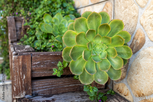 .Aeonium haworthii, also known as Haworth's aeonium or pinwheel, in a wooden box as decoration for an indoor garden in a Mediterranean house. photo