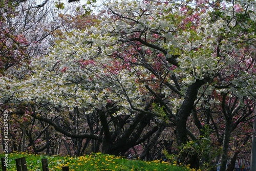 春の訪れを告げる満開の桜 photo