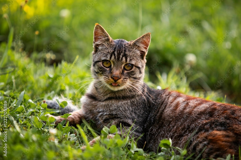 cat in the grass cat in the grass