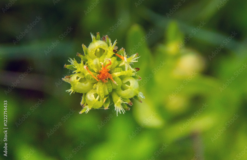 Strange Plant: Macro Photography in Nature Strange Plant: Macro Photography in Nature