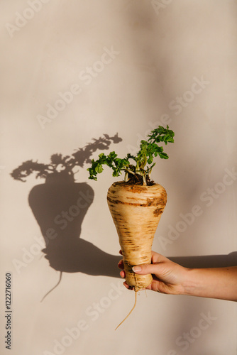 A large parsnip held up by a women's hand against a white wall in the sunlight.