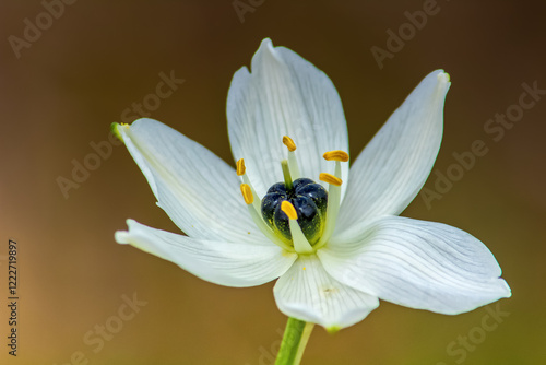 Ornithogalum arabicum: Macro Photography of a Stunning Plant photo