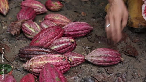 Cocoa Harvest and Climate Change, Hands of farmers gathering cocoa pods in a muddy plantation, showcasing the traditional harvesting process. Cocoa farming faces increasing threats from global warming