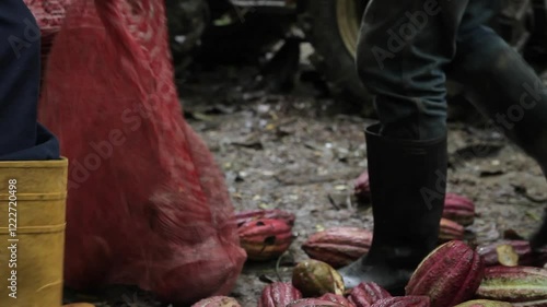 Cocoa Harvest and Climate Change, Hands of farmers gathering cocoa pods in a muddy plantation, showcasing the traditional harvesting process. Cocoa farming faces increasing threats from global warming