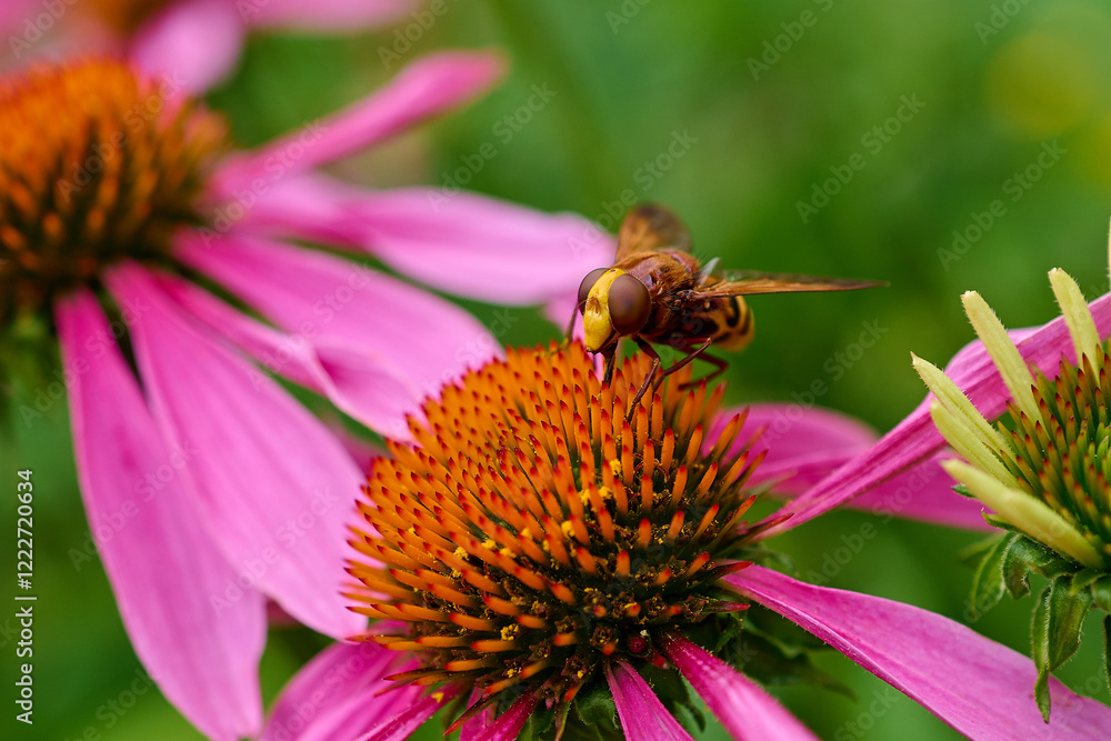 Beautiful marmalade hoverfly ,,Episyrphus balteatus,, pollinates wildflower in summer day, Danubian wetland meadow, Slovakia Beautiful marmalade hoverfly ,,Episyrphus balteatus,, pollinates wildflower in summer day, Danubian wetland meadow, Slovakia