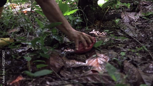 Cocoa Harvest and Climate Change, Hands of farmers gathering cocoa pods in a muddy plantation, showcasing the traditional harvesting process. Cocoa farming faces increasing threats from global warming
