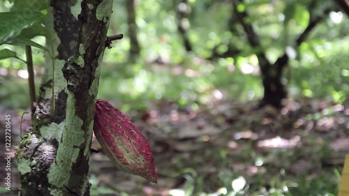 Cocoa Harvest and Climate Change, Hands of farmers gathering cocoa pods in a muddy plantation, showcasing the traditional harvesting process. Cocoa farming faces increasing threats from global warming