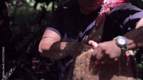 Cocoa Harvest and Climate Change, Hands of farmers gathering cocoa pods in a muddy plantation, showcasing the traditional harvesting process. Cocoa farming faces increasing threats from global warming