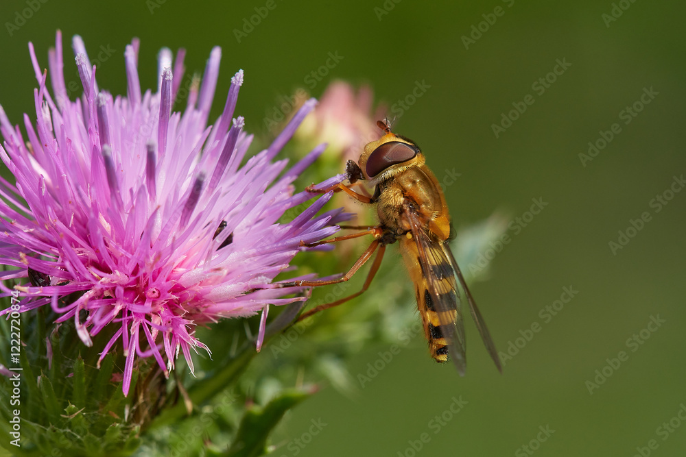 Beautiful marmalade hoverfly ,,Episyrphus balteatus,, pollinates wildflower in summer day, Danubian wetland meadow, Slovakia Beautiful marmalade hoverfly ,,Episyrphus balteatus,, pollinates wildflower in summer day, Danubian wetland meadow, Slovakia