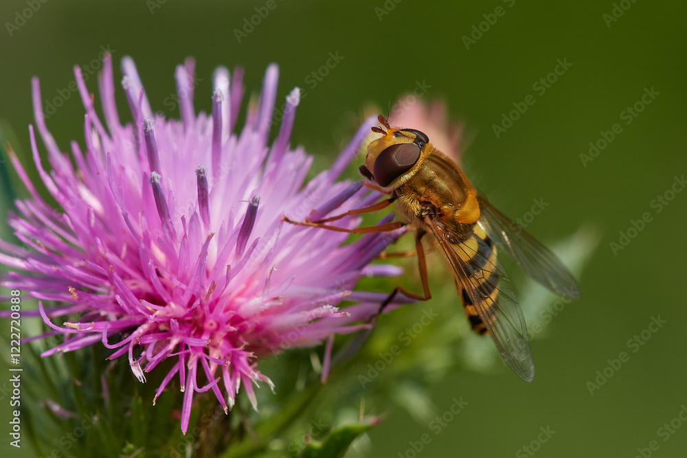 Beautiful marmalade hoverfly ,,Episyrphus balteatus,, pollinates wildflower in summer day, Danubian wetland meadow, Slovakia Beautiful marmalade hoverfly ,,Episyrphus balteatus,, pollinates wildflower in summer day, Danubian wetland meadow, Slovakia