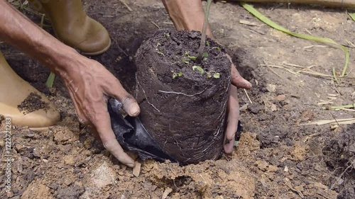 A farmer carefully plants a young tree in degraded tropical soil, contributing to reforestation efforts in vulnerable ecosystems affected by climate change. The restoration of native forests is good.