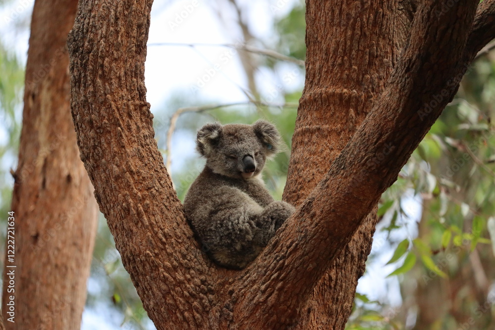 Fototapeta premium Wild Koala Resting in Eucalyptus tree South Australia