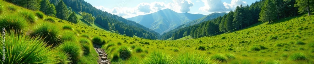 Fototapeta premium Altitudinado paisaje de musgo verde en paramo andino, paramo, bosque, musgo