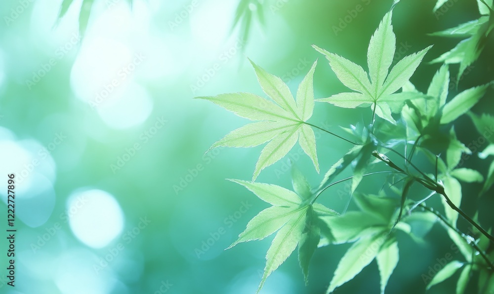 fresh green leaves in spring and bokeh background fresh green leaves in spring and bokeh background