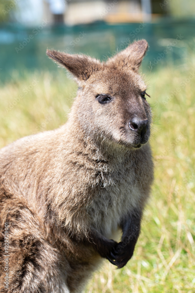 Cute fluffy wallaby in the park. Marsupial mammals. Australia Cute fluffy wallaby in the park. Marsupial mammals. Australia
