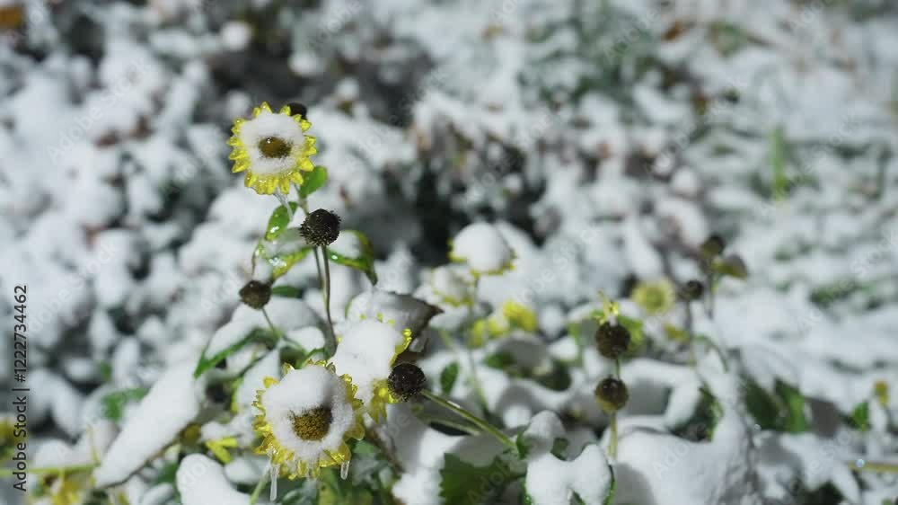 Close-up of snow-covered sunflower with a thick layer of snow blanketing its petals, capturing the serene winter atmosphere with soft blurred background and snow-covered garden ambiance Close-up of snow-covered sunflower with a thick layer of snow blanketing its petals, capturing the serene winter atmosphere with soft blurred background and snow-covered garden ambiance