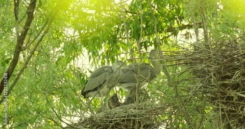 gray heront, Ardea cinerea, massive long-legged wading birds in nest on tree, breeding season, migration birds of family Ciconiiformes, nest on coast of lakes, seas, animal habits in nature photo