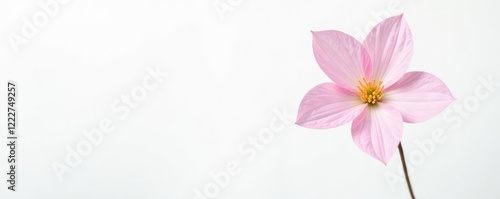 A single pink flower with its stem against a white background, elegant, botanical photo