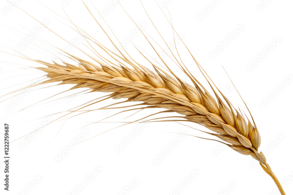 Wheat ears isolated on white background. Wheat ears isolated on white background.