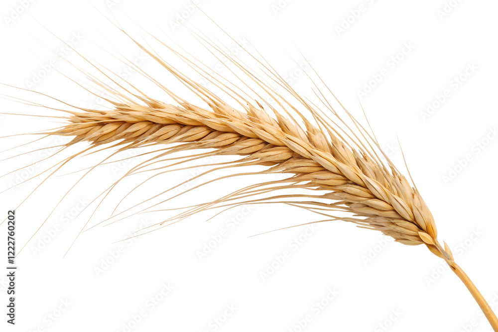 Wheat ears isolated on white background. Wheat ears isolated on white background.