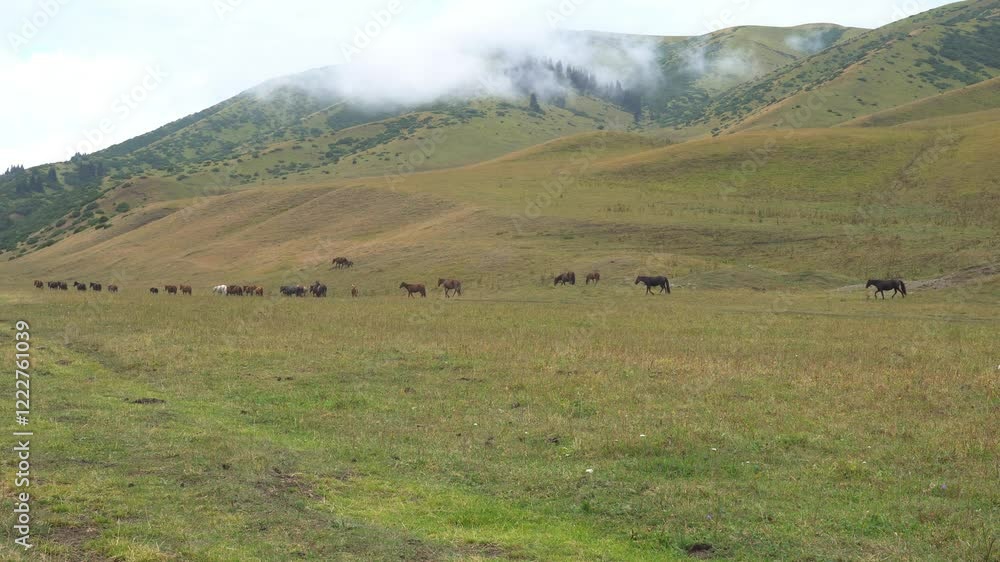 A pack of horses runs through the fields near the hills. Yellow-green grass. There were white clouds on top of the hills. Foals play running the fastest. Fir trees and bushes grow on the hills. A pack of horses runs through the fields near the hills. Yellow-green grass. There were white clouds on top of the hills. Foals play running the fastest. Fir trees and bushes grow on the hills.