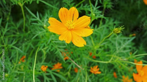 An orbit camera movement view of Yellow cosmos flower at the garden with green leaves background 