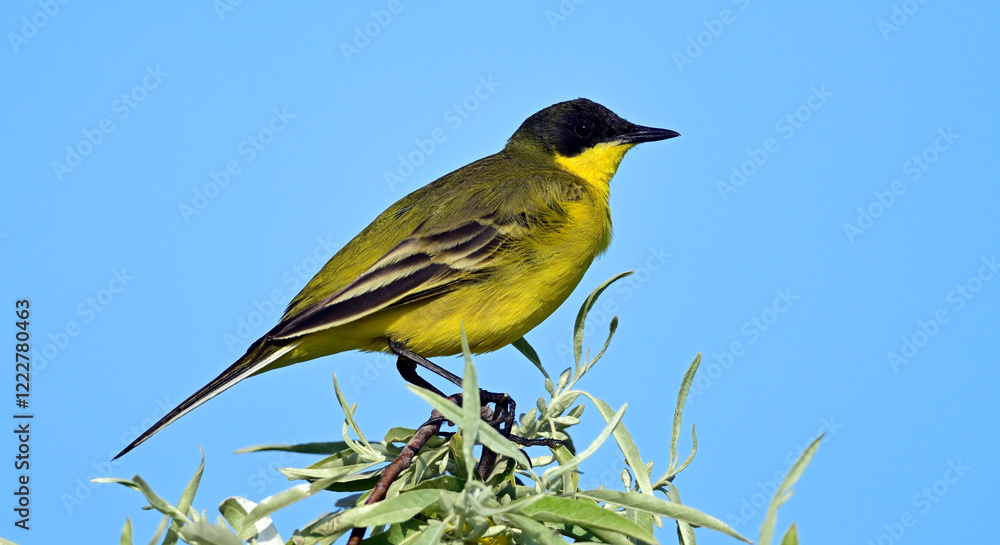 Fototapeta premium Black-headed wagtail // Maskenschafstelze (Motacilla flava feldegg) - Danube Delta, Romania