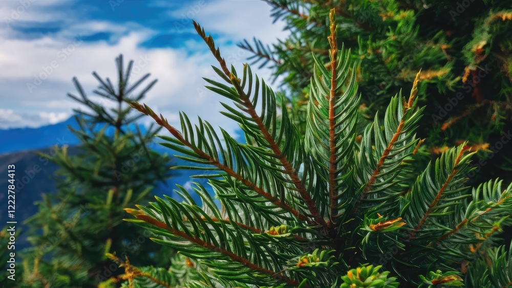 Lush green fir tree needles prominently displayed in the foreground with a soft blue sky and distant mountains in blurred background. Lush green fir tree needles prominently displayed in the foreground with a soft blue sky and distant mountains in blurred background.