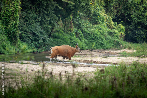 Banteng forage in the forests of Thailand.	