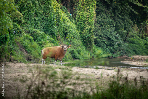 Banteng forage in the forests of Thailand.	