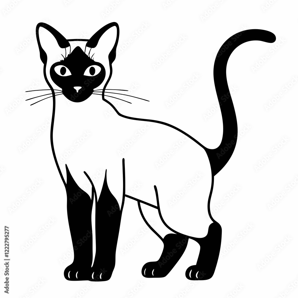 black and white cat black and white cat