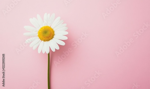 Minimal styled concept. White daisy chamomile flowers on pale pink background.