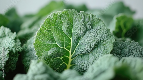 A single leaf of kale, vibrant green, featuring a frilly edge and a textured surface, photo