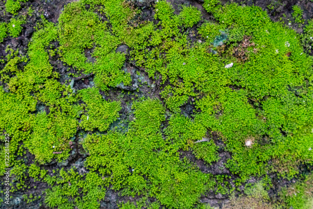 Green moss on the cement floor. Outdoors. Green moss on the cement floor. Outdoors.