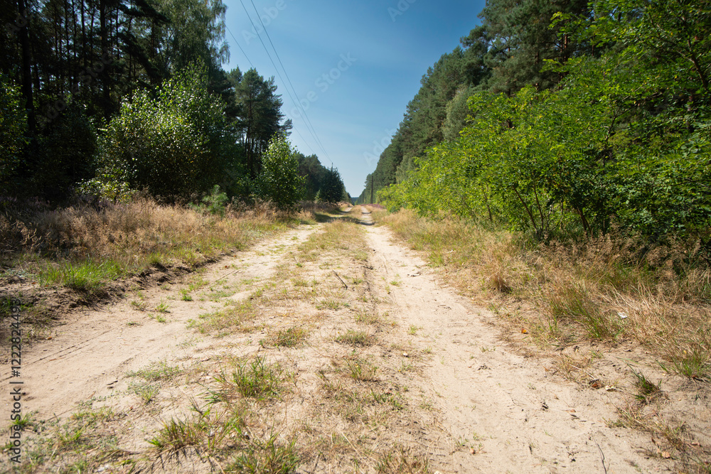 Dirt Road Through a Dense Forest – Tranquil Nature Path Dirt Road Through a Dense Forest – Tranquil Nature Path