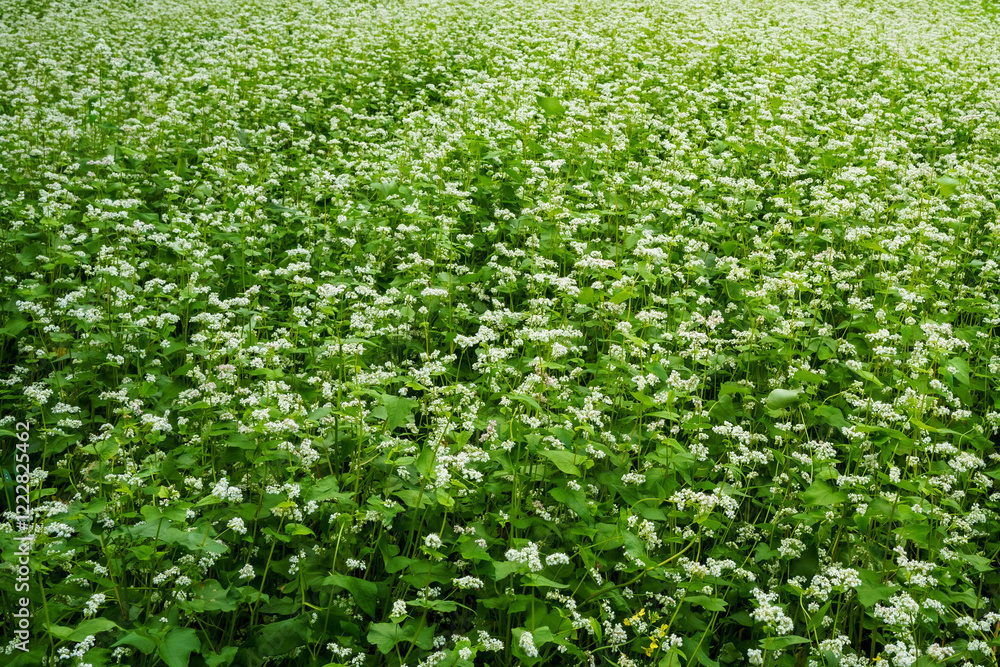 lush buckwheat field during flowering lush buckwheat field during flowering