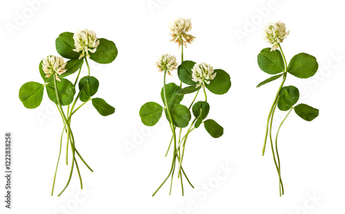 Clover herb set: wild clover, white clover. Top view on white background. Clover  flowers with leaves isolated on white background.	
