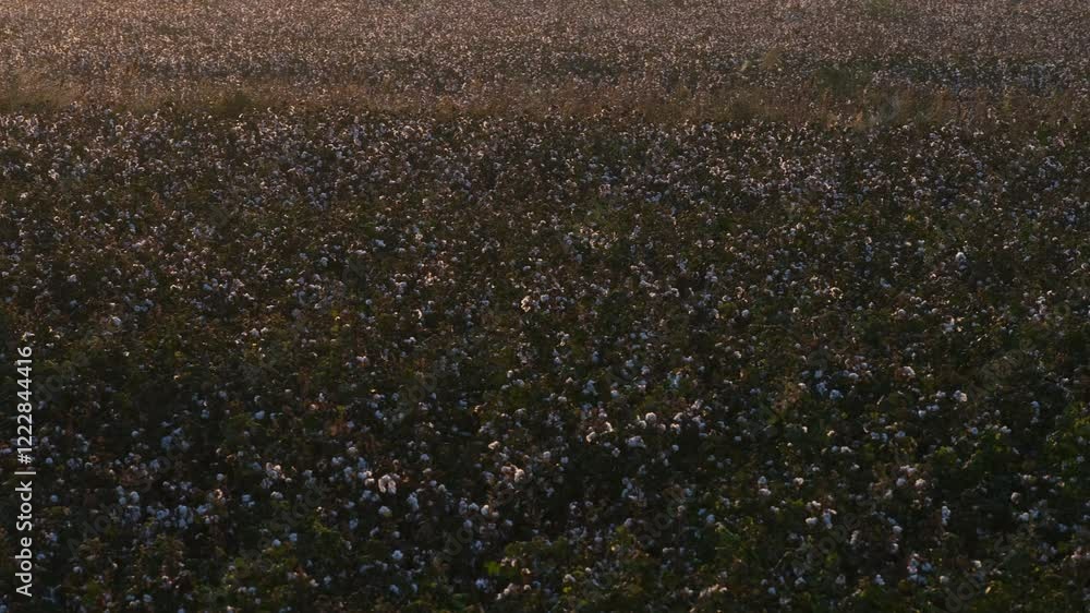 Sunrise in a cotton field. Ripe cotton is moving with the wind. Cotton industry. 4k video Sunrise in a cotton field. Ripe cotton is moving with the wind. Cotton industry. 4k video