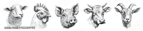 domestic cattle head drawing. sheep chicken pig cow goat engraving black and white monochrome, stroke sketch pencil ink agriculture farm animal husbandry vector illustration