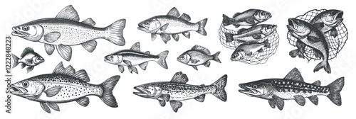 fish engraving set monochrome. pike zander perch trout, fishing fisherman sea river predatory fishery food nature catch net sketch vector illustration