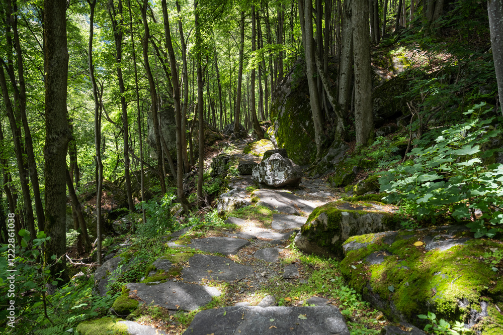 sonte path through the forest sonte path through the forest