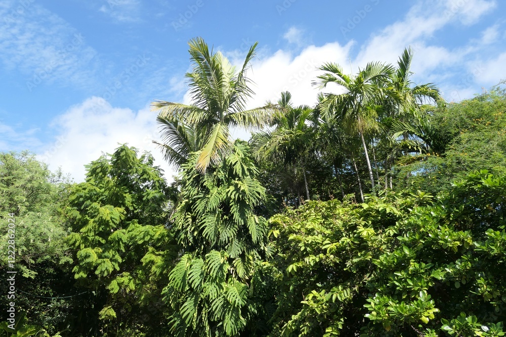 Naklejka premium Palm trees tropical botanical garden in Miami Beach, Florida, USA.