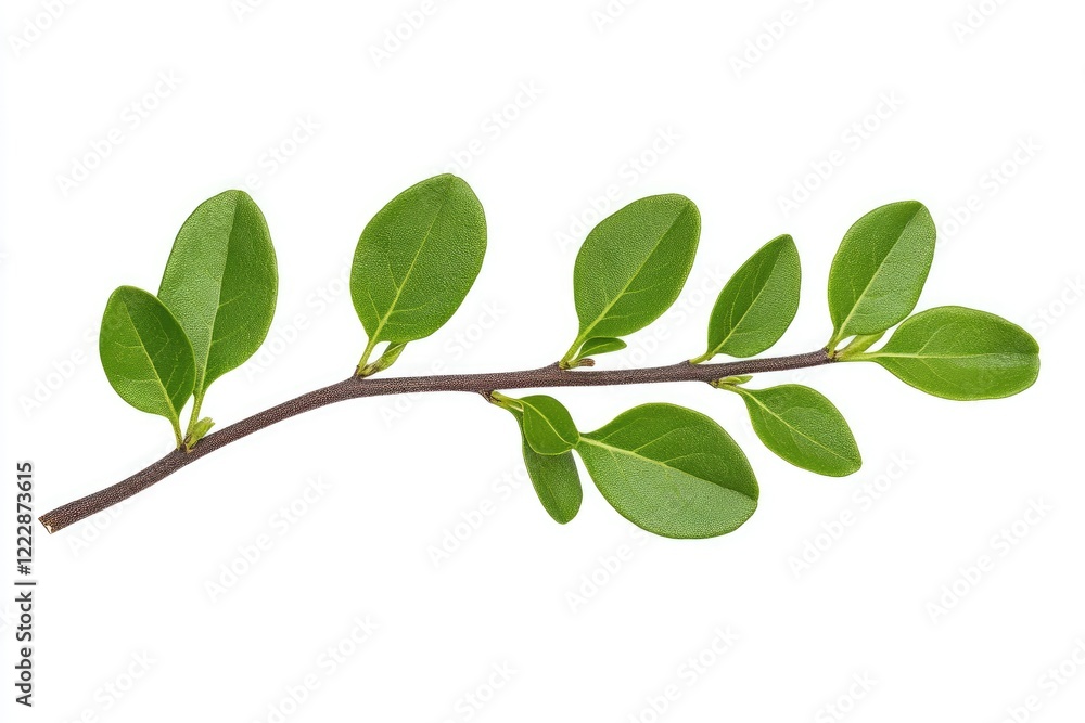 Fresh green branch with vibrant leaves against a clean white background, ideal for nature-themed designs Fresh green branch with vibrant leaves against a clean white background, ideal for nature-themed designs