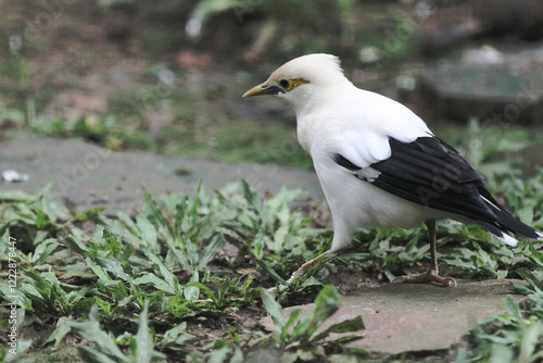 Beautiful white starling (Acridotheres melanopterus), with a white body and partly black wings in the cage. photo